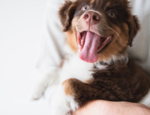 Heartwarming Real-Life Dog Stories